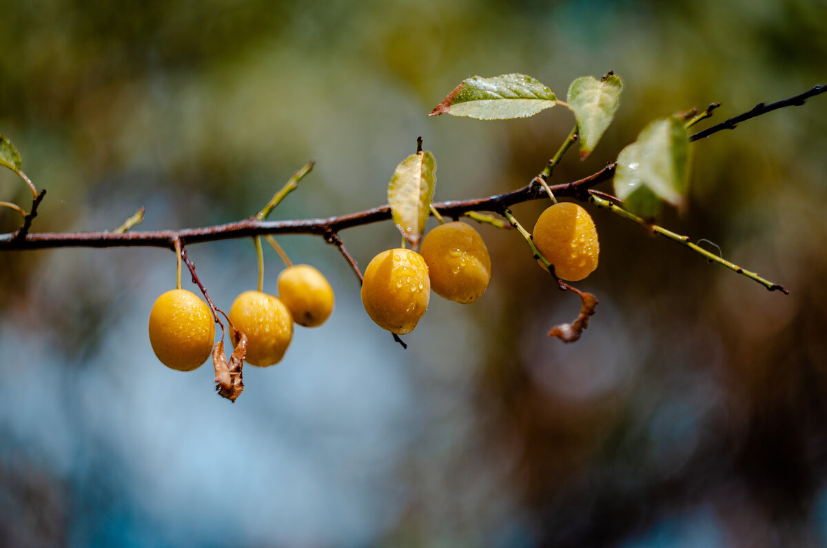 Керченская алыча. - Анатолий Щербак