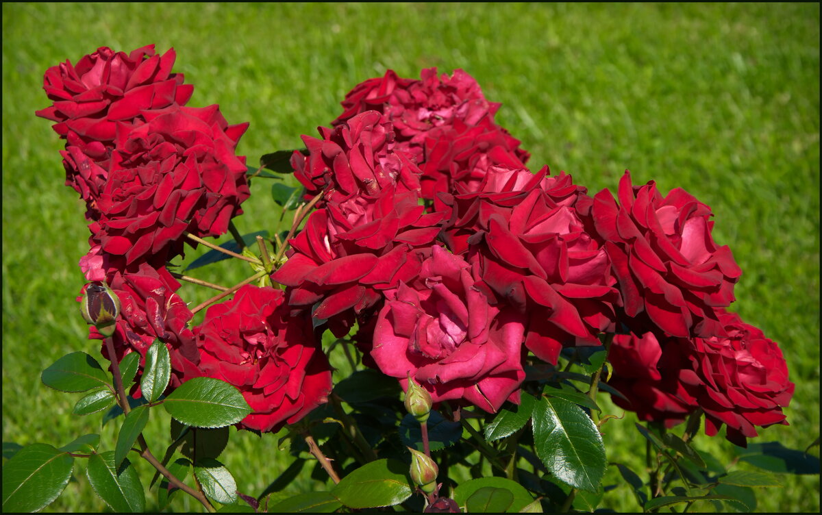 Красные розы - lady v.ekaterina Красные розы - lady v.ekaterina