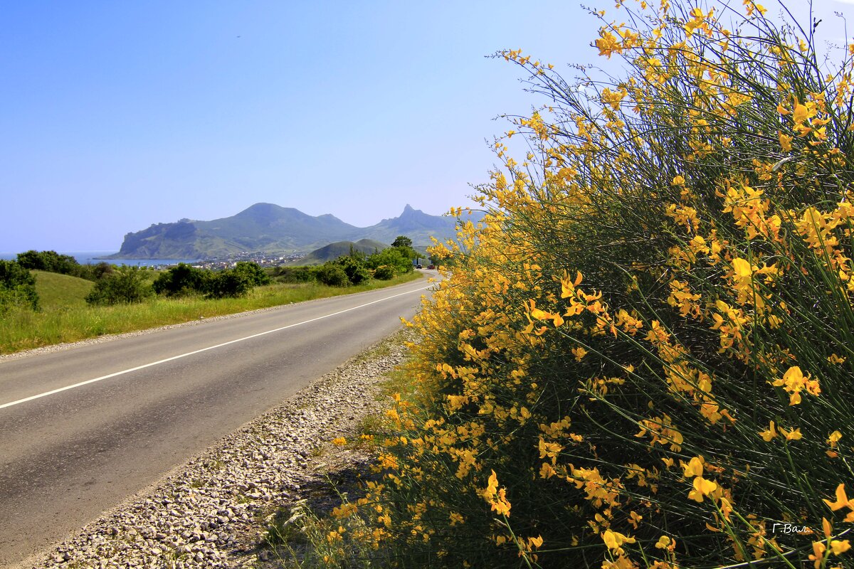 Дрок - Геннадий Валеев Дрок - Геннадий Валеев