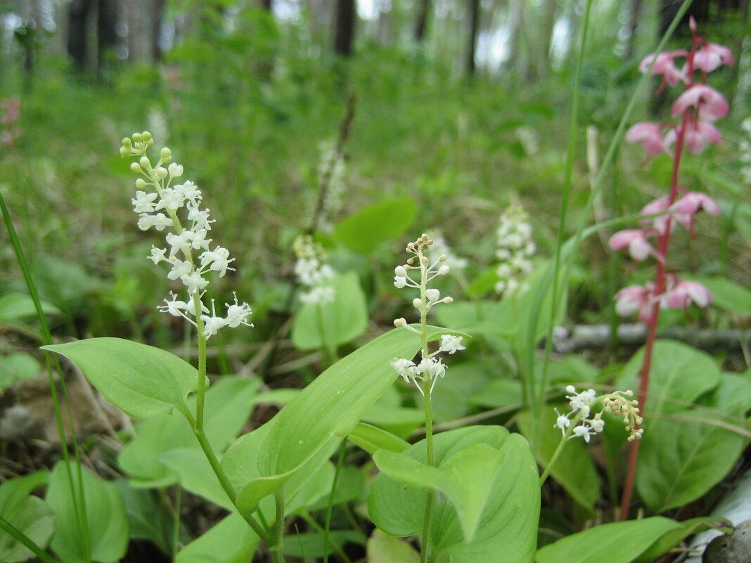 Майник - Anna Ivanova