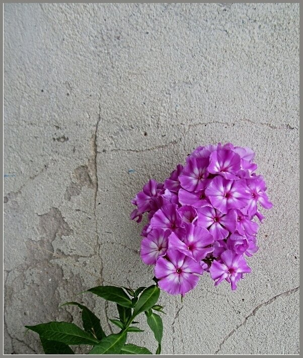 Цветок и камень... - Галина Кузьмина Цветок и камень... - Галина Кузьмина