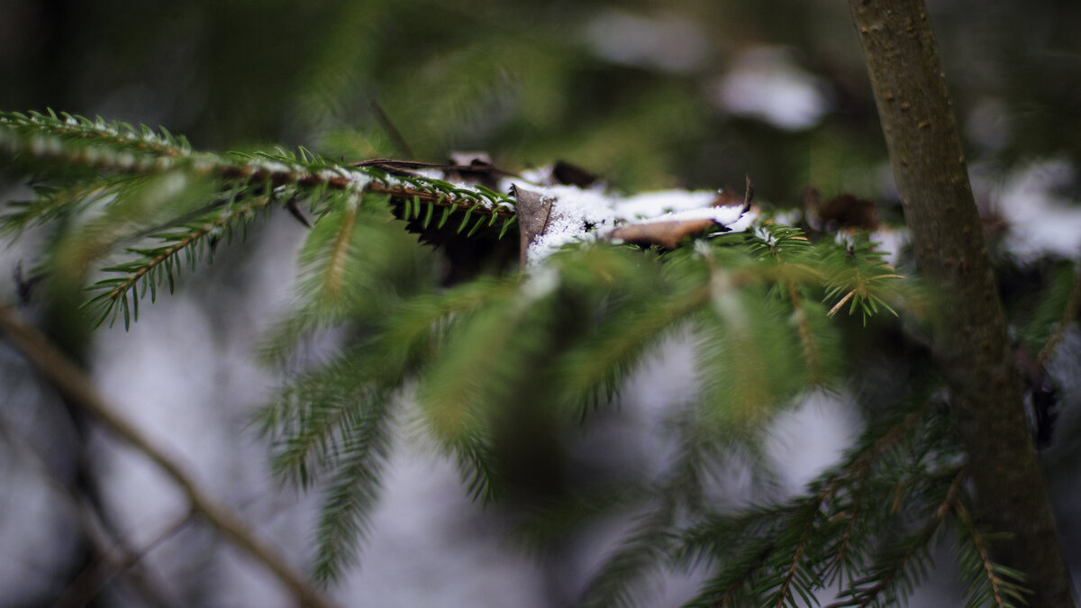 Лист в снегу - sorovey Sol