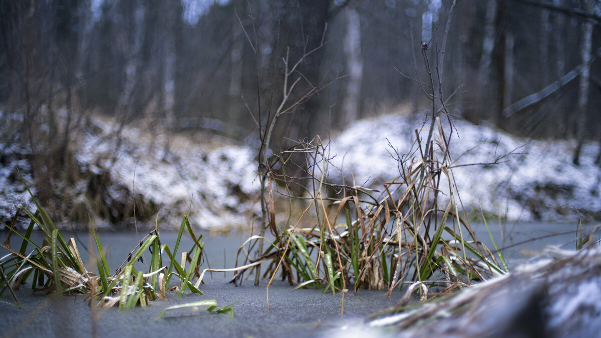 Зелень во льду - sorovey Sol
