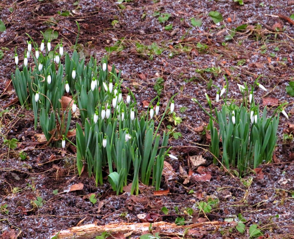Подснежники - Андрей Снегерёв