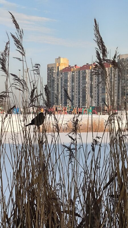 Солнечный февральский денек. - Ольга Солнечный февральский денек. - Ольга