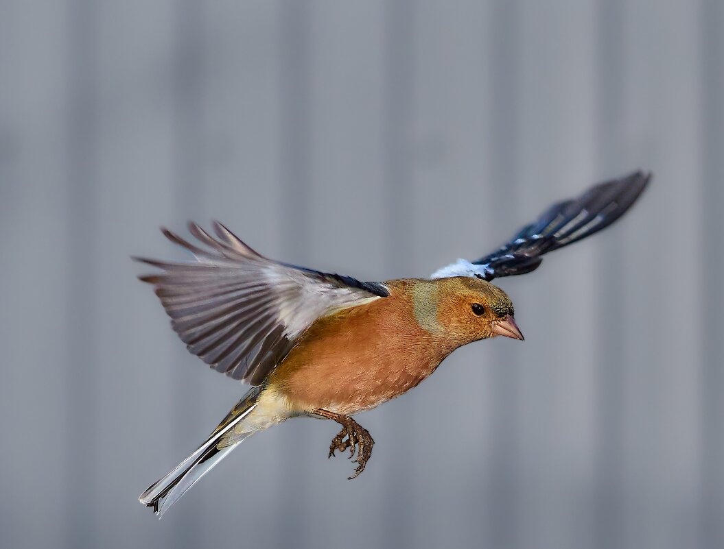 Зяблик... - Александр Посошенко