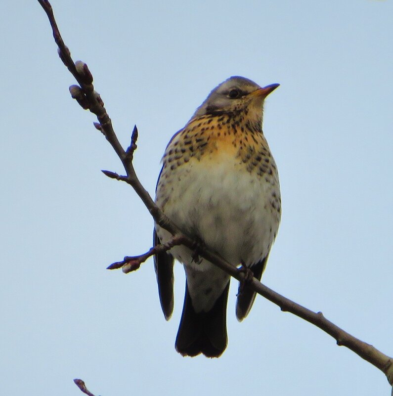 С пёстрой грудкой - Андрей Снегерёв С пёстрой грудкой - Андрей Снегерёв
