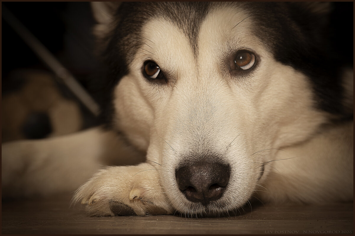 Ярик. - leff Postnov