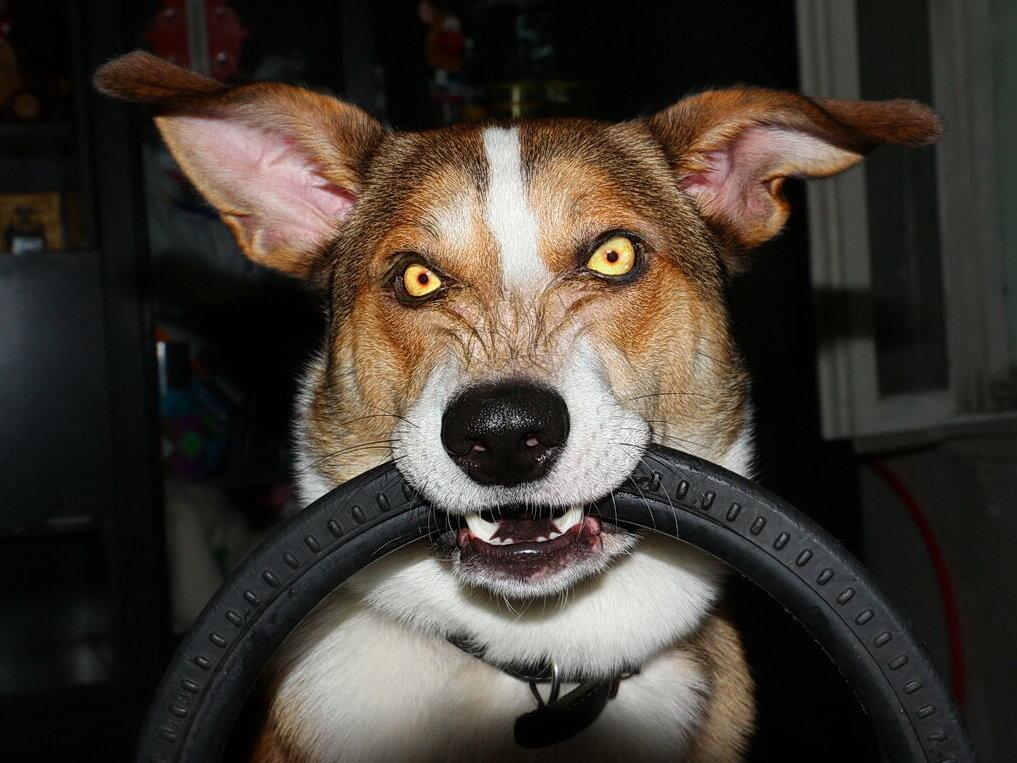 Мой верный друг! - Зан Занозович .