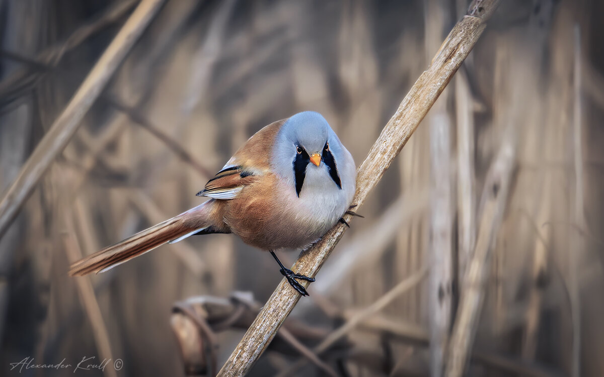 Усатенький - Александр К.