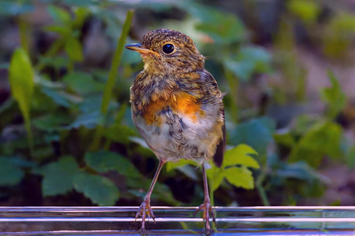 Молоденькая малиновка - Николай Соколухин