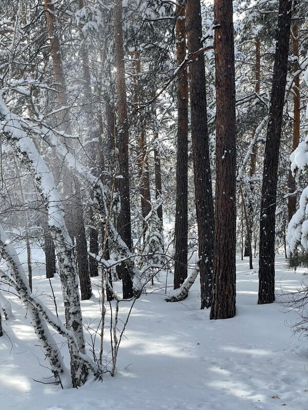 Лес... - Георгиевич 