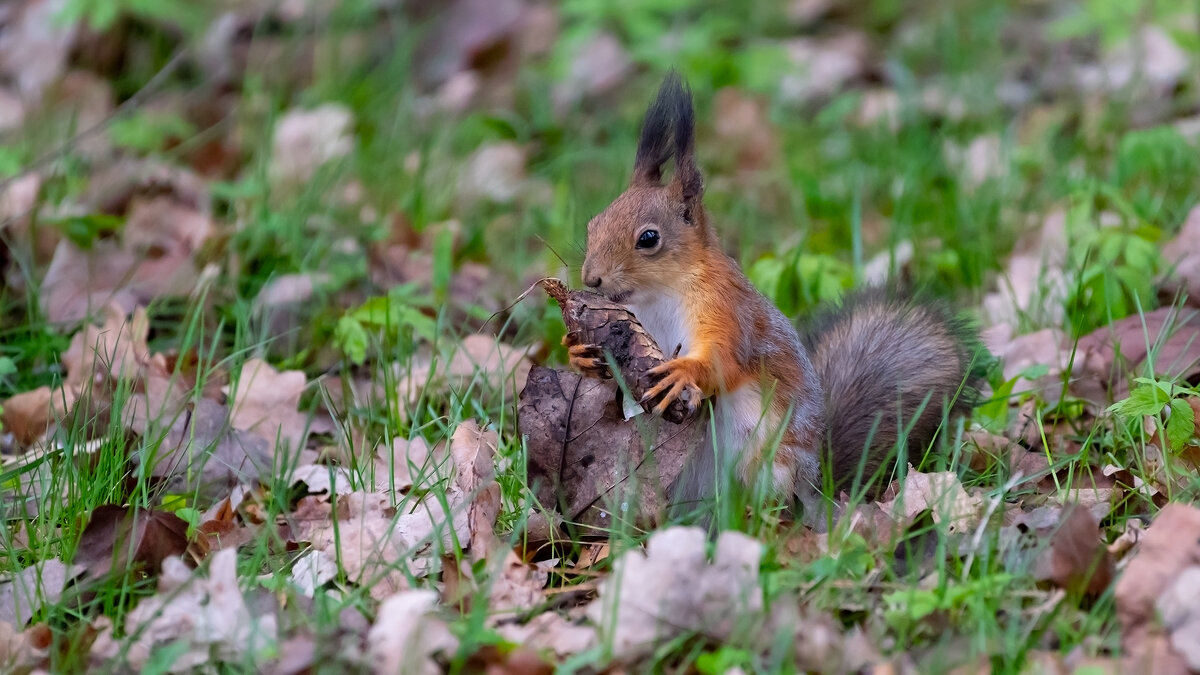 Белочки Петергофа - Владимир Лазарев Белочки Петергофа - Владимир Лазарев