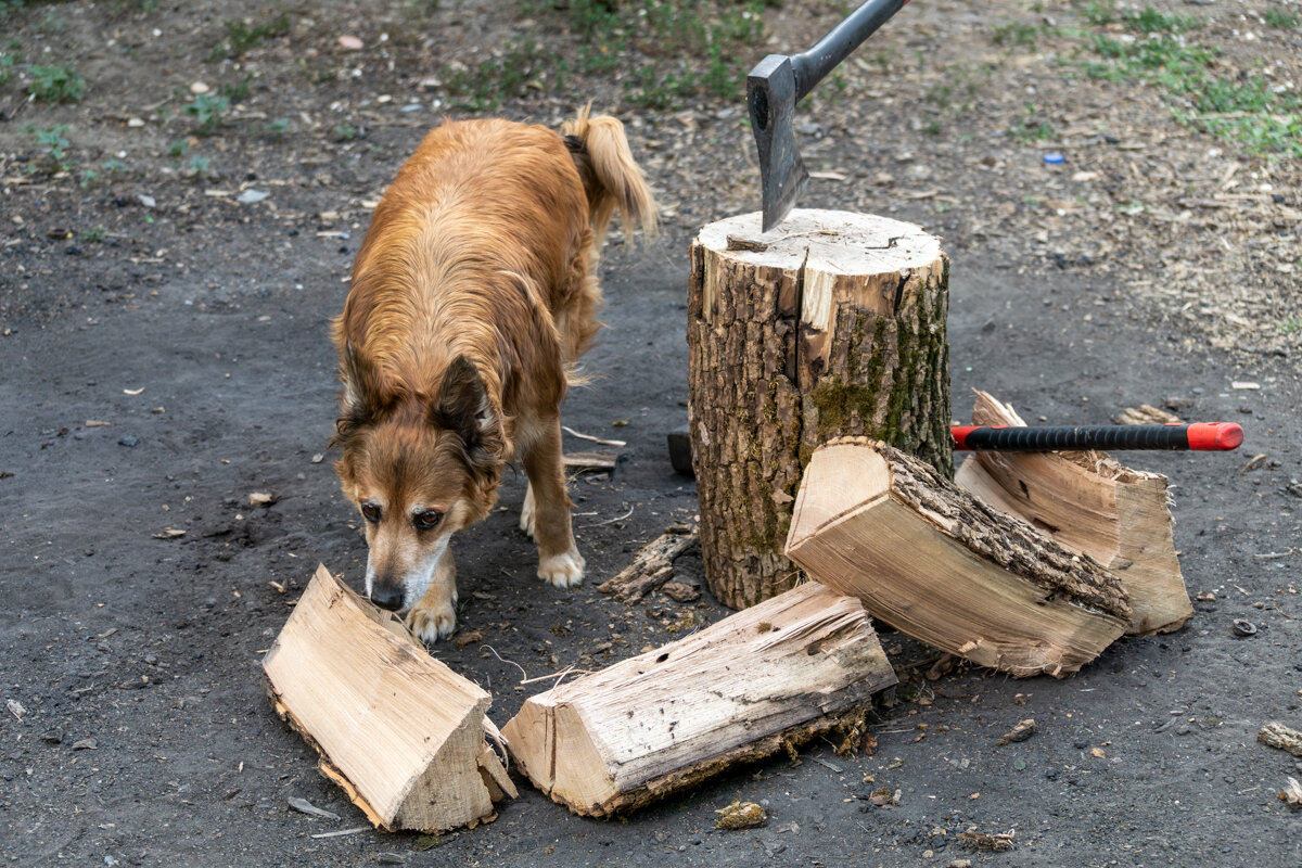 Интересно дерево пахнет - Игорь Сикорский Интересно дерево пахнет - Игорь Сикорский