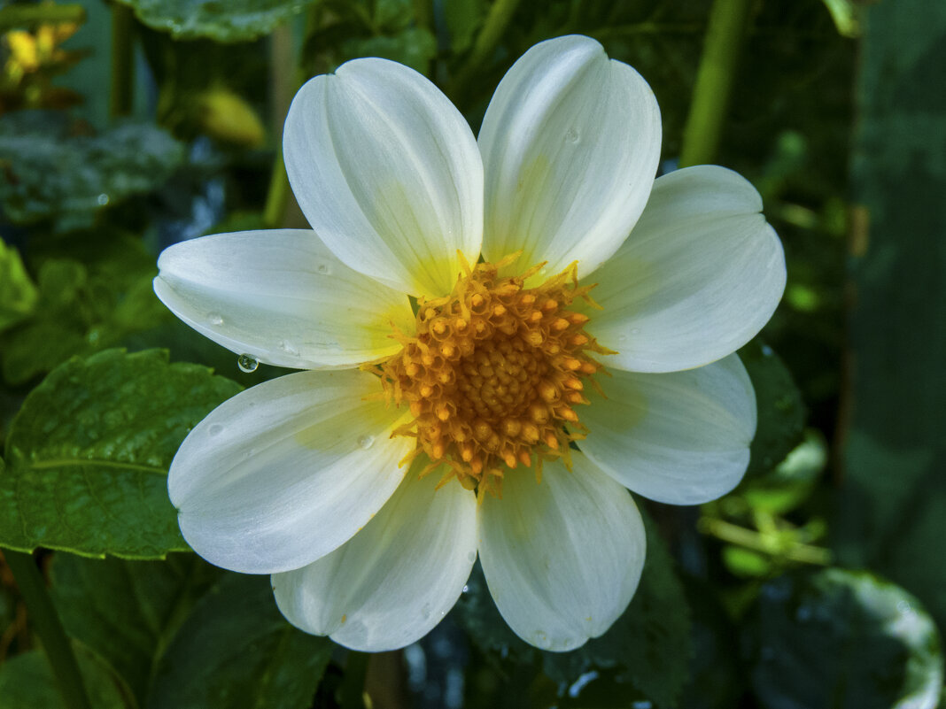 *Белая Георгина - Валентин Семчишин *Белая Георгина - Валентин Семчишин