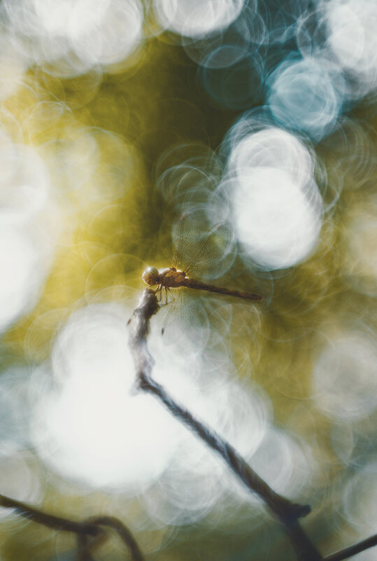 Летние тонкости. - Анатолий Щербак