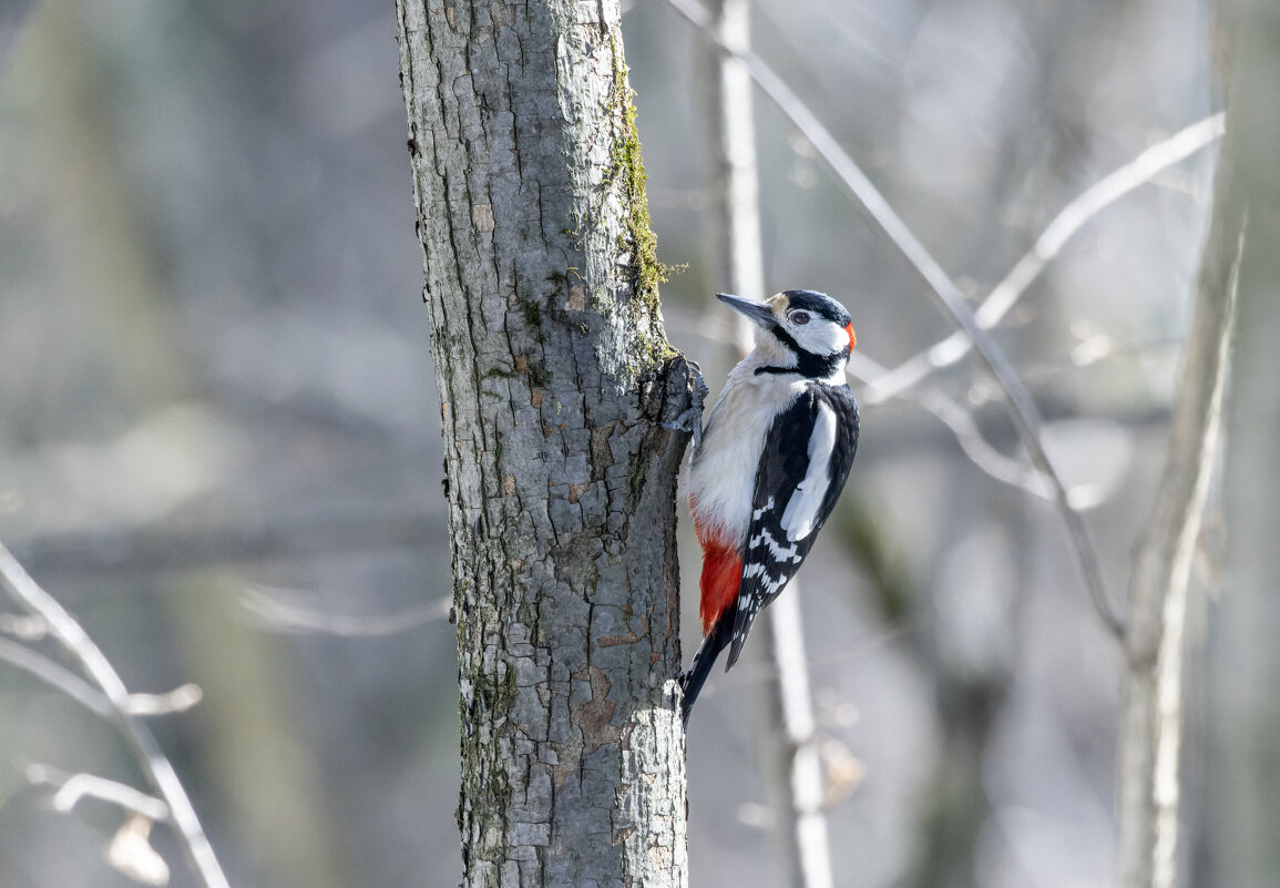 большой пестрый дятел. - юрий макаров большой пестрый дятел. - юрий макаров