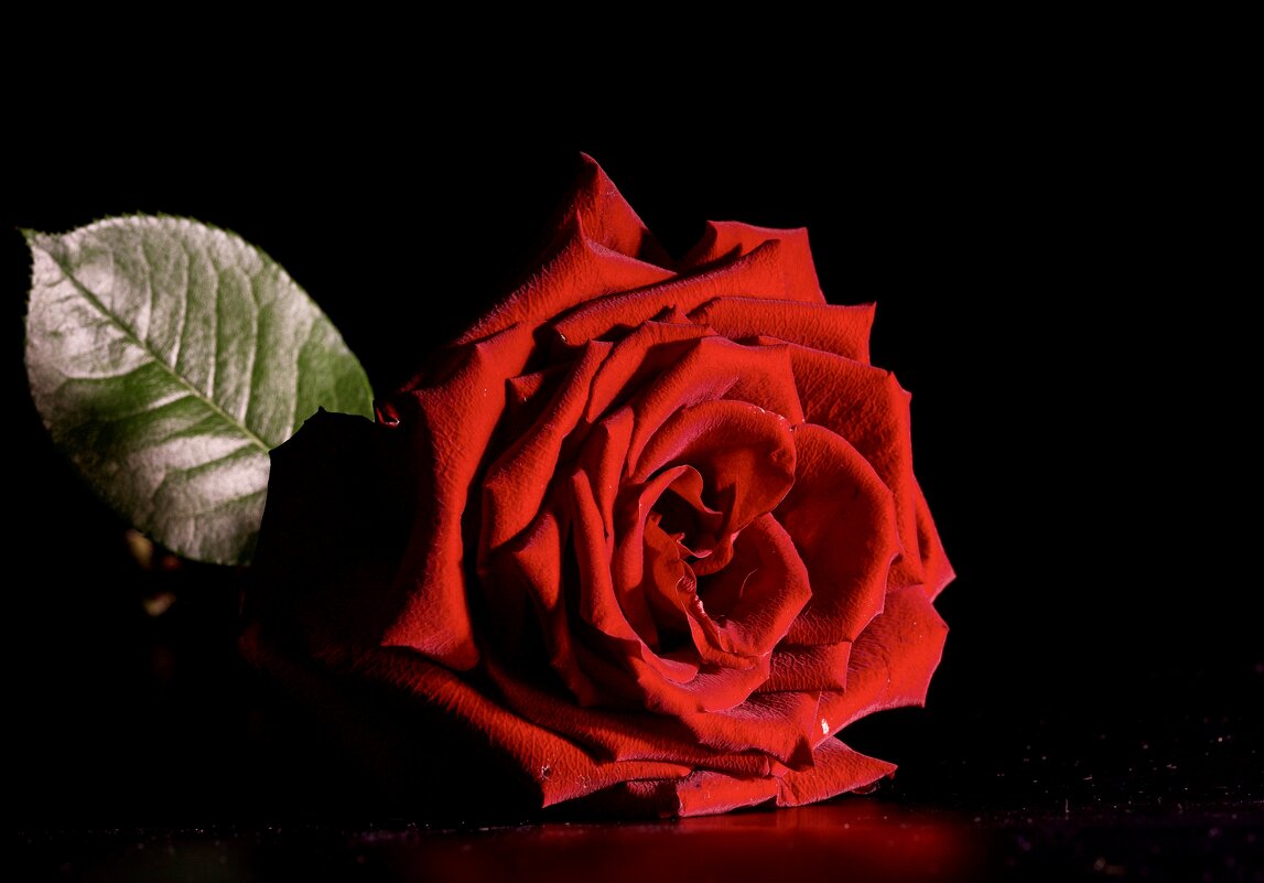 Красная Роза - Виктория Красная Роза - Виктория