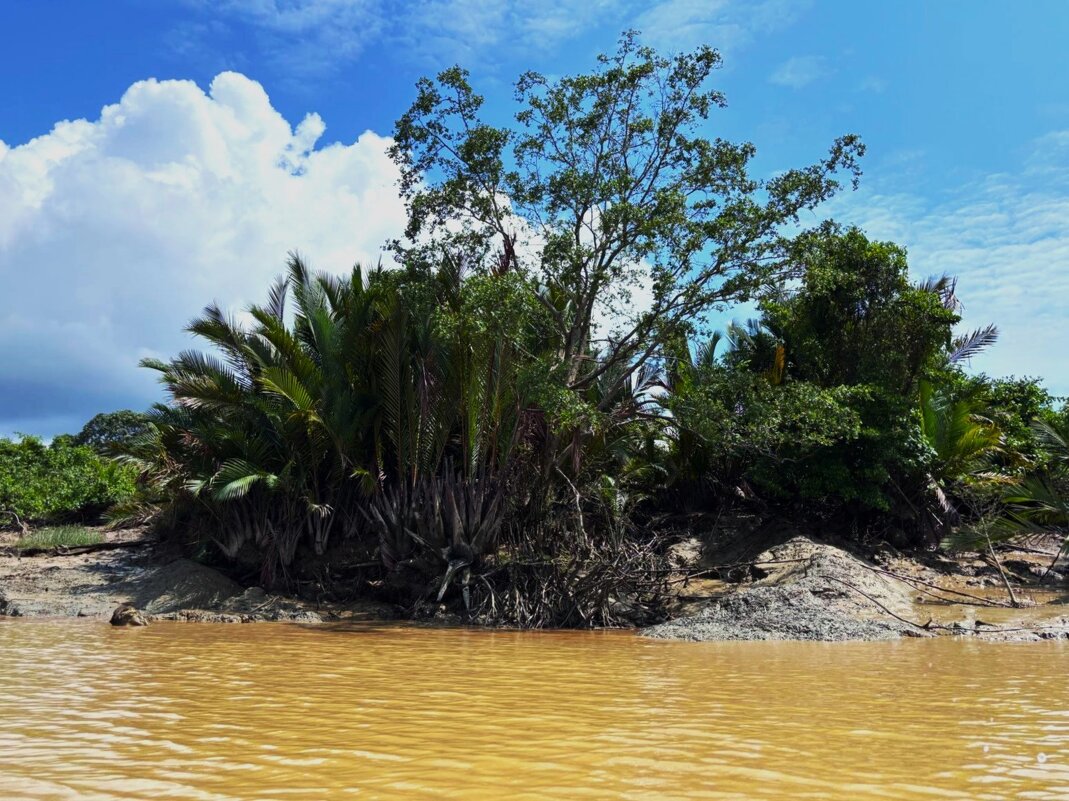 Берега реки Саравак - Aida10 