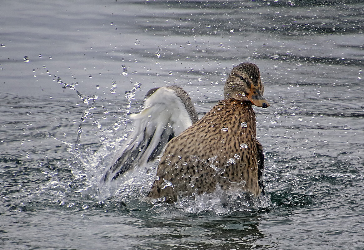 **** - Андроник Александр **** - Андроник Александр