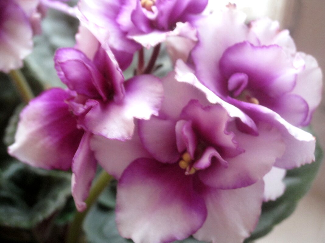 Фиалка - Елена Семигина