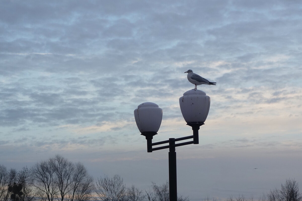 Смотрящая в даль - Рита Симонова