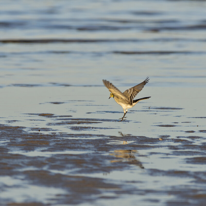 В поисках добычи - Владимир Кириченко  wlad113
