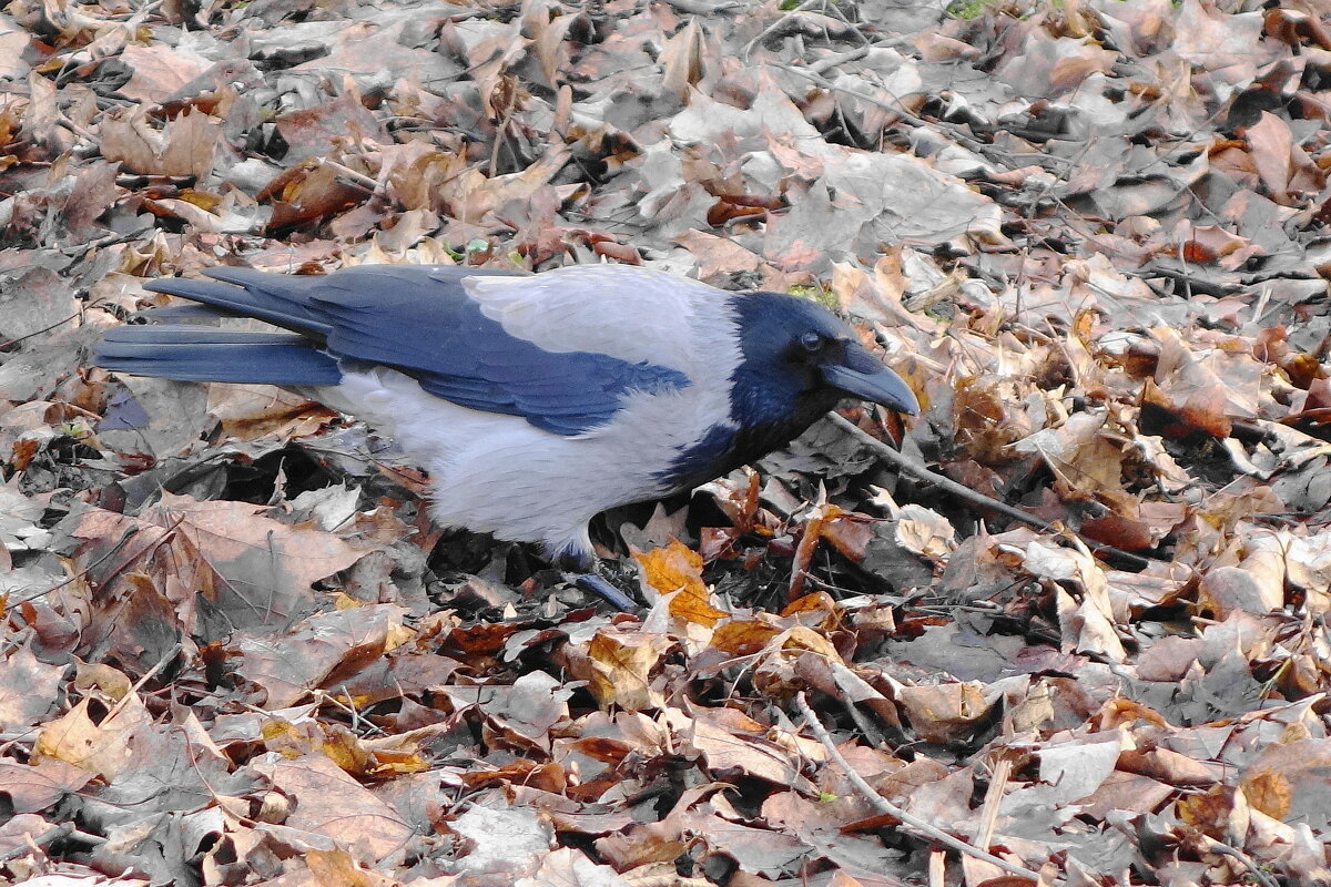 Ворона в поисках пищи - Рита Симонова Ворона в поисках пищи - Рита Симонова
