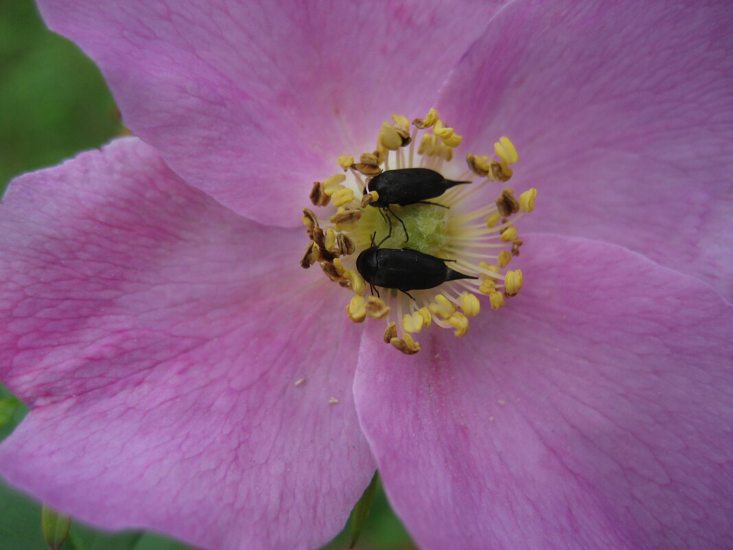 Шипоносики - Anna Ivanova Шипоносики - Anna Ivanova