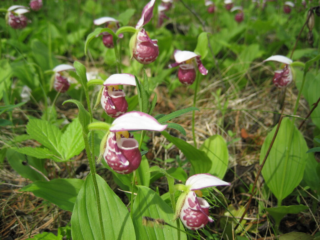 Башмачки - Anna Ivanova Башмачки - Anna Ivanova