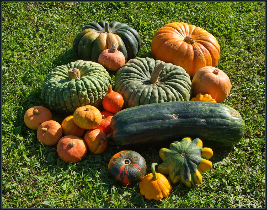 Урожай - lady v.ekaterina Урожай - lady v.ekaterina