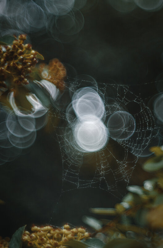 Летние тонкости. - Анатолий Щербак