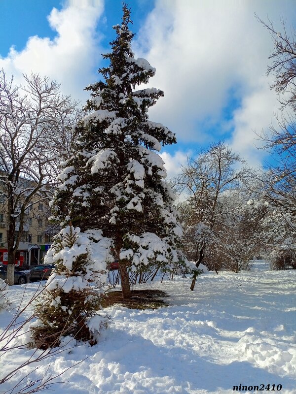 Зима в Ростове-на-Дону - Нина Бутко