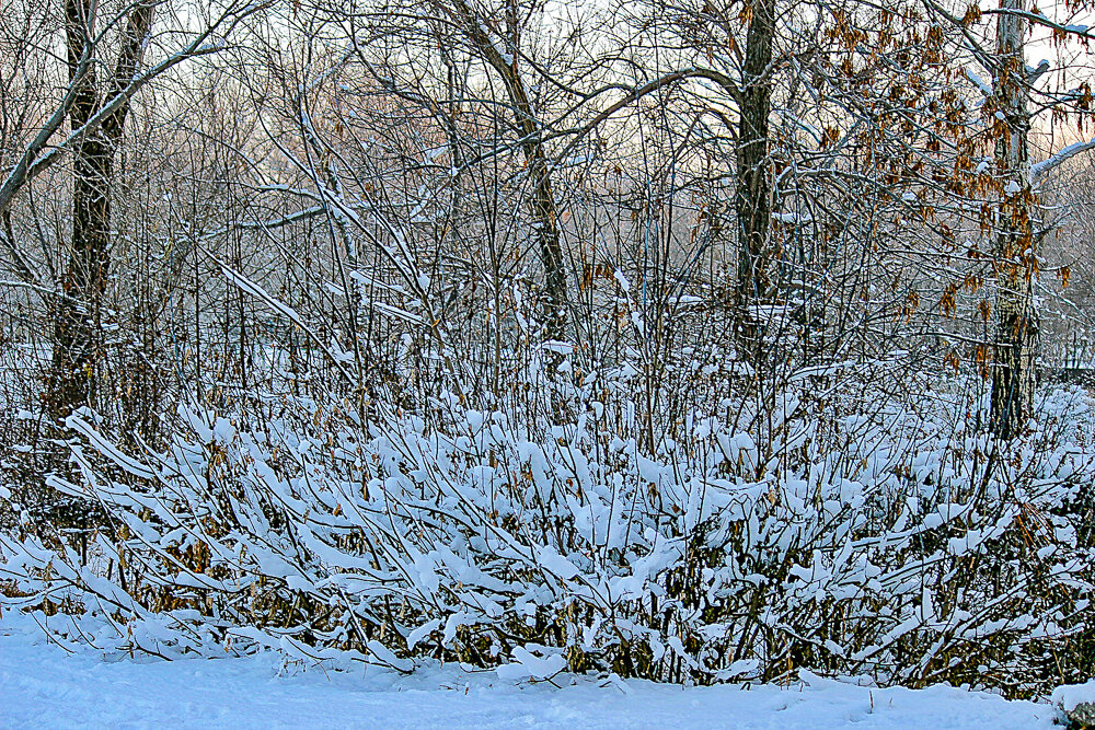 Снежно - Светлана SvetNika17