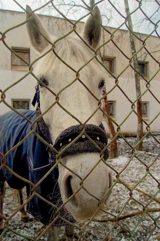 *** - Леонид leo