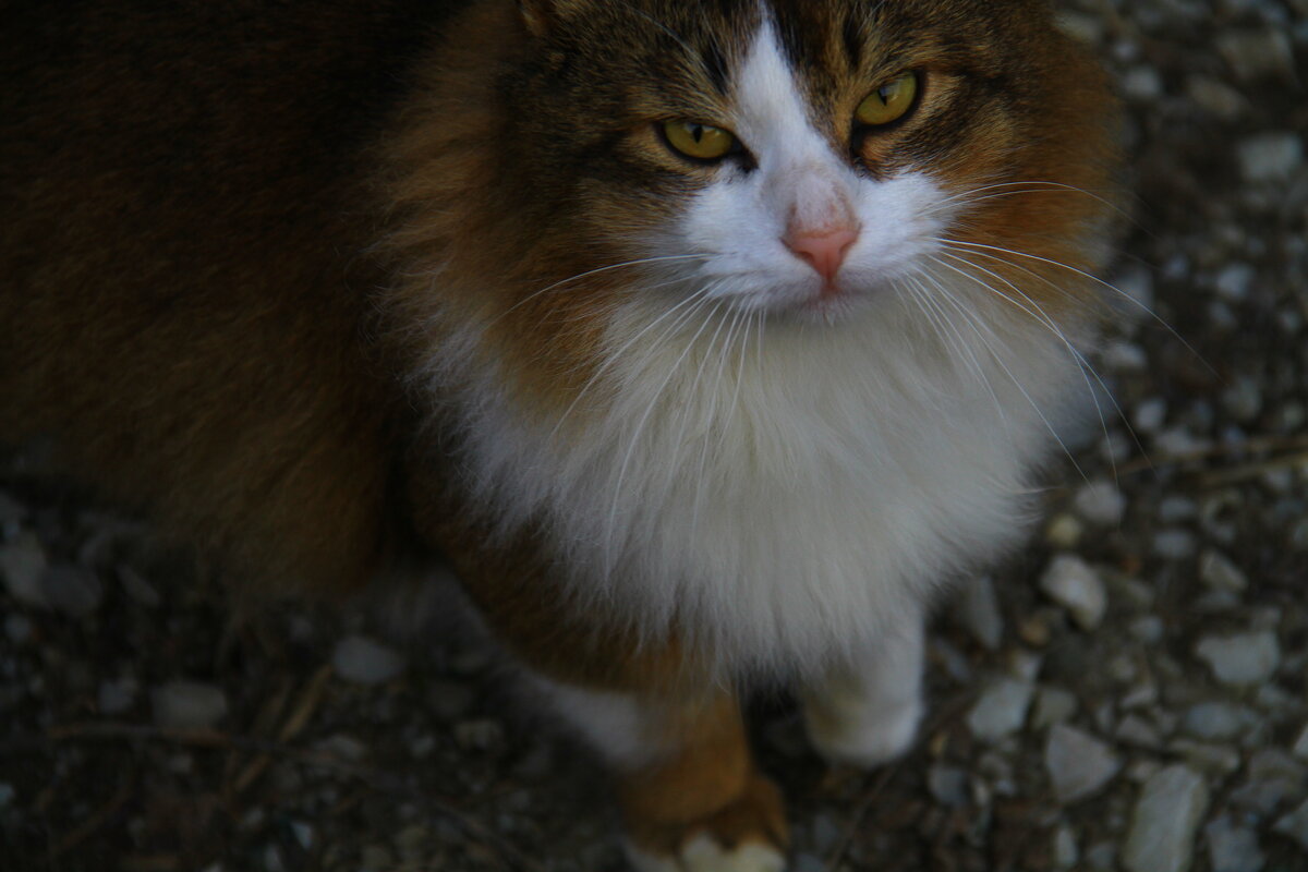 Кошка - Владимир 