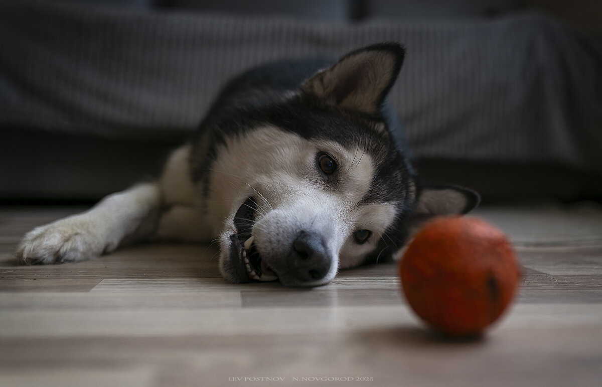 Ярик. - leff Postnov