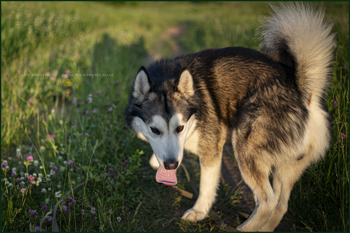 Ярик. - leff Postnov