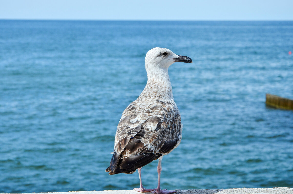 На море - Алексей Просвиряков