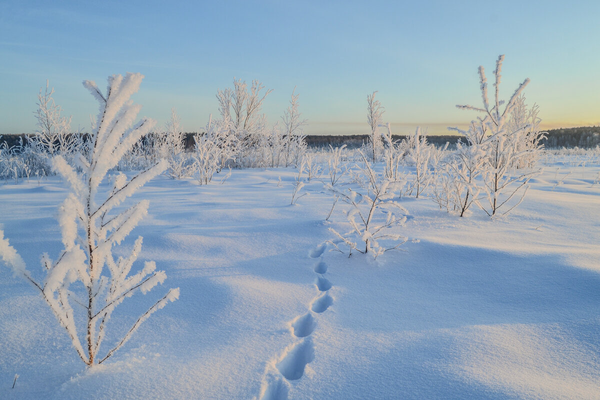 снежная белизна - сергей снежная белизна - сергей