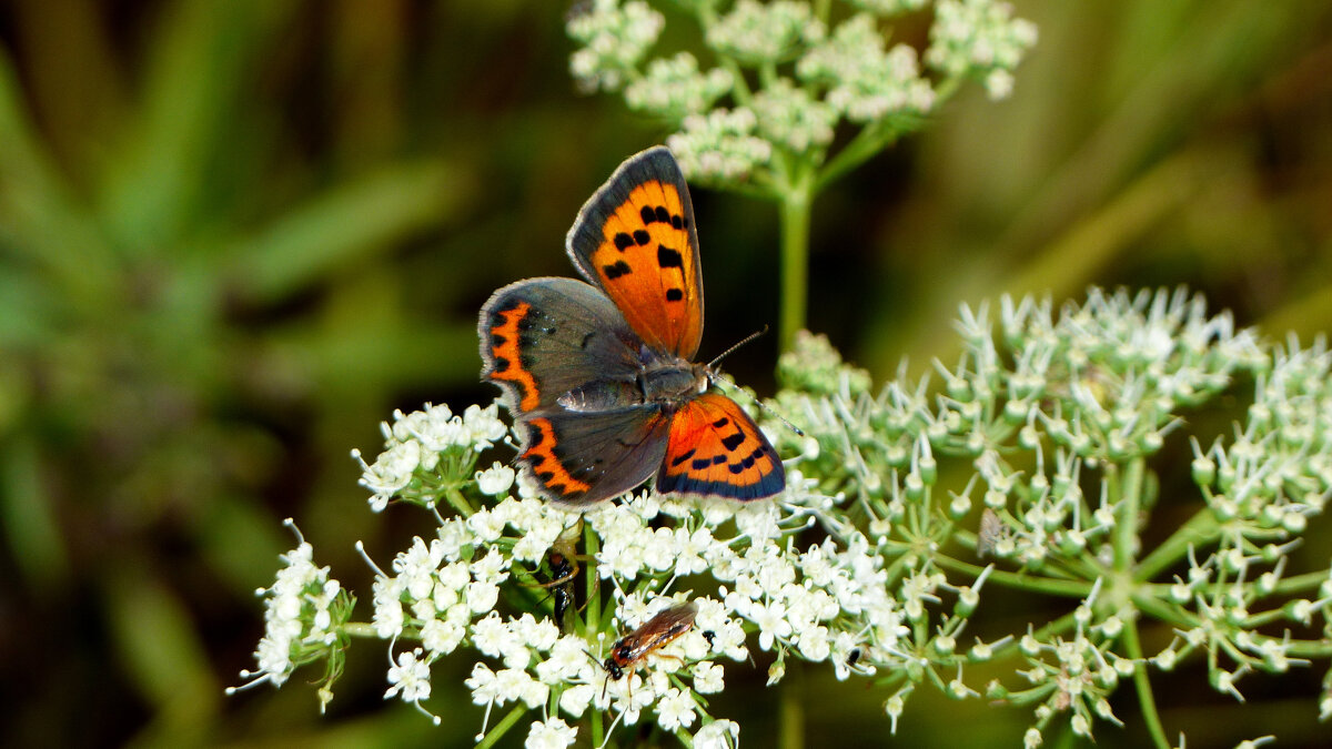 опять про бабочек 314 - Александр Прокудин опять про бабочек 314 - Александр Прокудин