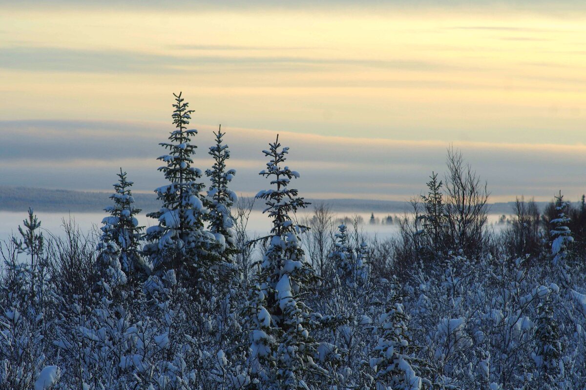 Заснеженные ели - Сергей Швечков