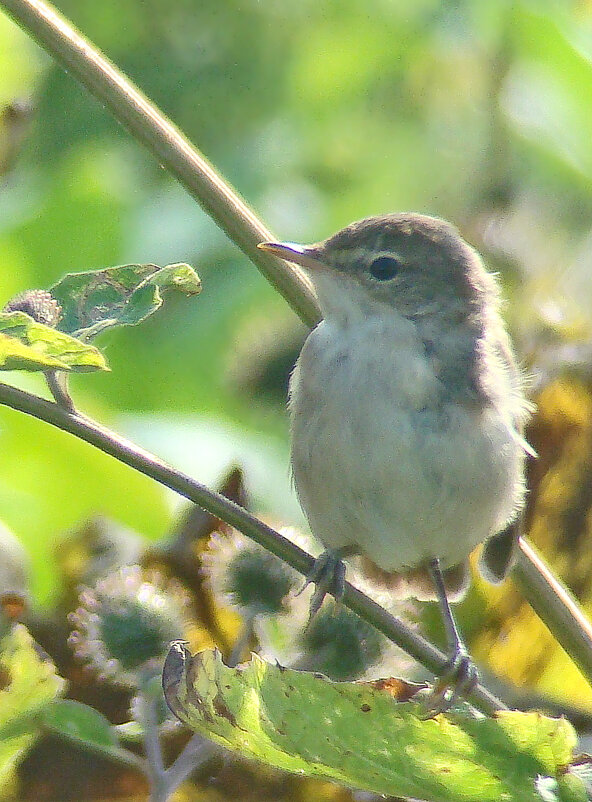 соловьиный сверчок - gawrilа - dan соловьиный сверчок - gawrilа - dan