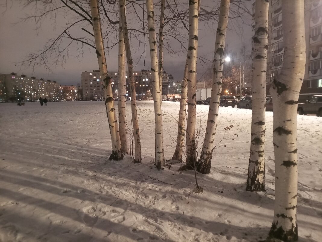 Берёзы - Сапсан 