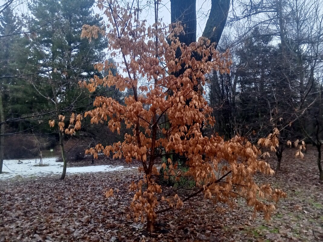 Клён - Сапсан 