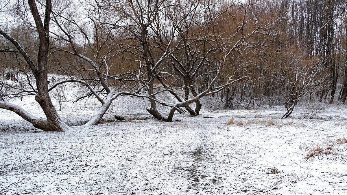 "Танцующие" деревья. - Милешкин Владимир Алексеевич "Танцующие" деревья. - Милешкин Владимир Алексеевич