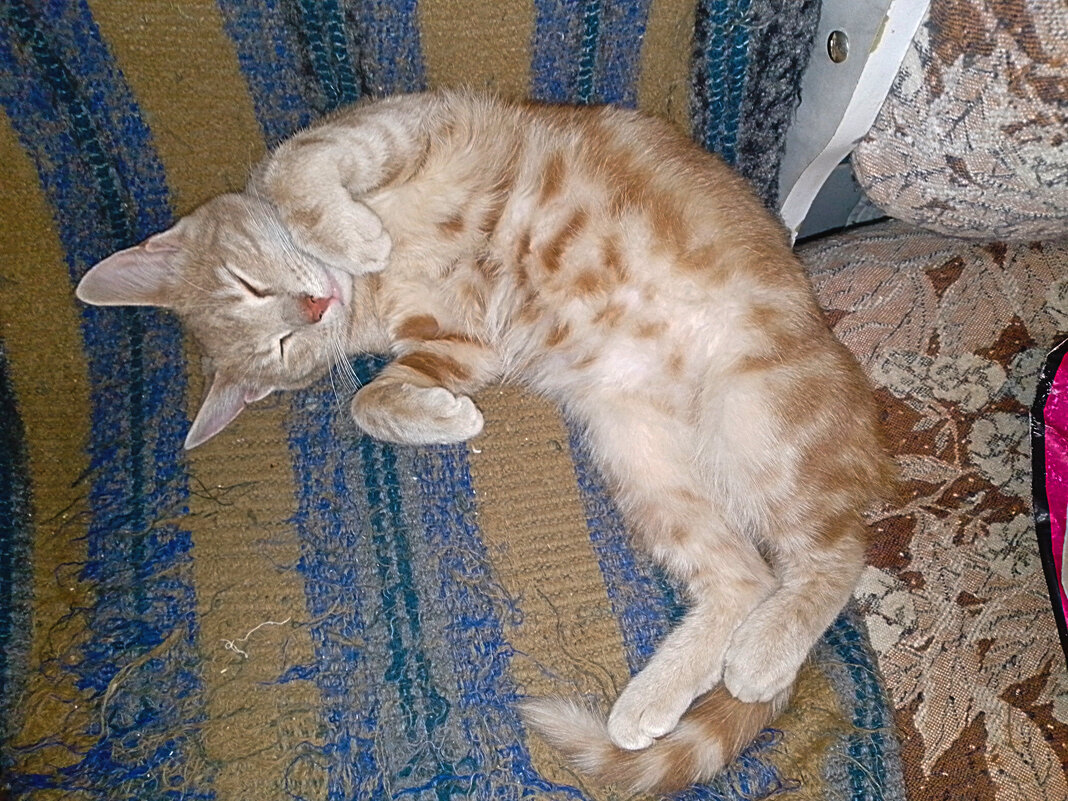 Стëпа - Сергей Кочнев