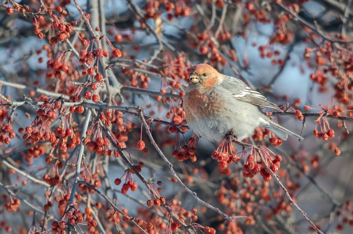 Щур. - Виктор Иванович Чернюк
