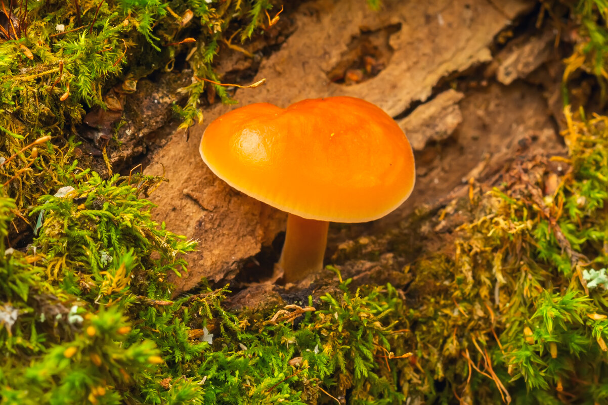 * - Виталий Емельянов * - Виталий Емельянов