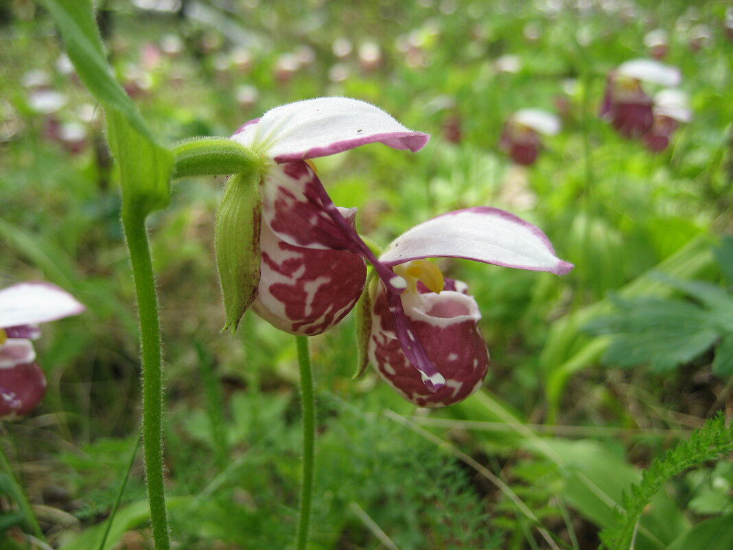 Башмачки - Anna Ivanova Башмачки - Anna Ivanova